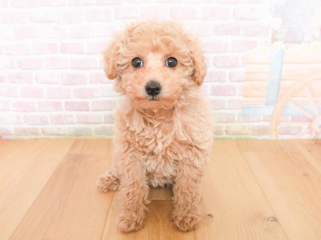 トイ・プードル