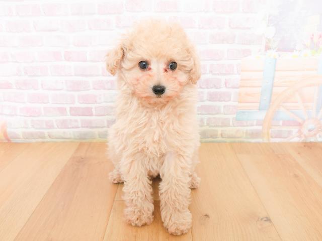 福島県のトイプードル(トイ) (Coo&RIKU会津若松店/2026年1月4日生まれ/女の子/アプリコット)の子犬の1枚目の画像