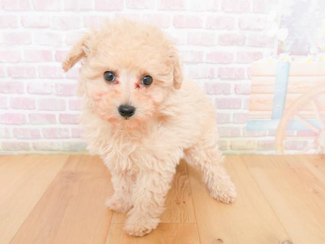 福島県のトイプードル(トイ) (Coo&RIKU会津若松店/2026年1月4日生まれ/女の子/アプリコット)の子犬の2枚目の画像