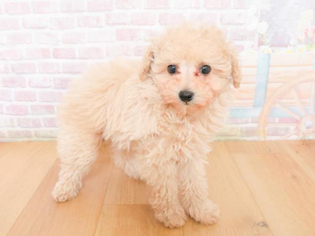 福島県のトイプードル(トイ) (Coo&RIKU会津若松店/2026年1月4日生まれ/女の子/アプリコット)の子犬の3枚目の画像