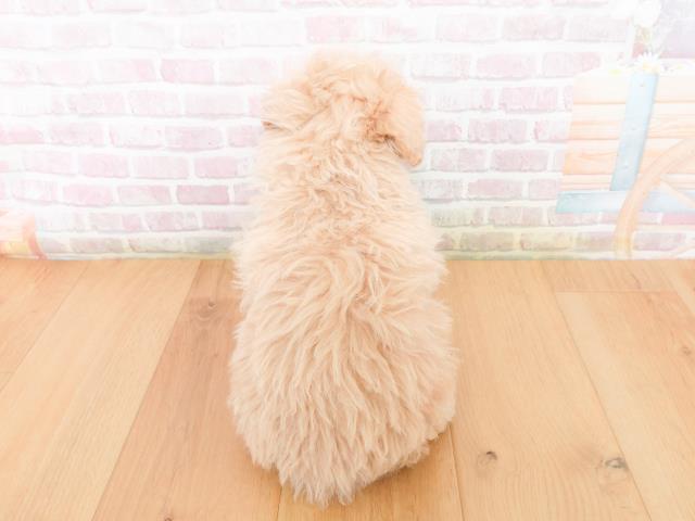 福島県のトイプードル(トイ) (Coo&RIKU会津若松店/2026年1月4日生まれ/女の子/アプリコット)の子犬の4枚目の画像