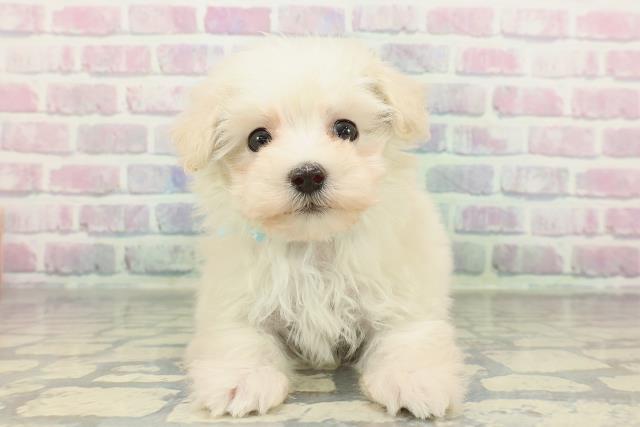静岡県のマルプー(マルチーズ×プードル) (Coo&RIKU静岡SBS通り店/2026年1月5日生まれ/男の子/ホワイト)の子犬の1枚目の画像