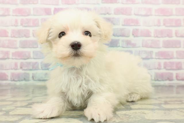 静岡県のマルプー(マルチーズ×プードル) (Coo&RIKU静岡SBS通り店/2026年1月5日生まれ/男の子/ホワイト)の子犬の2枚目の画像