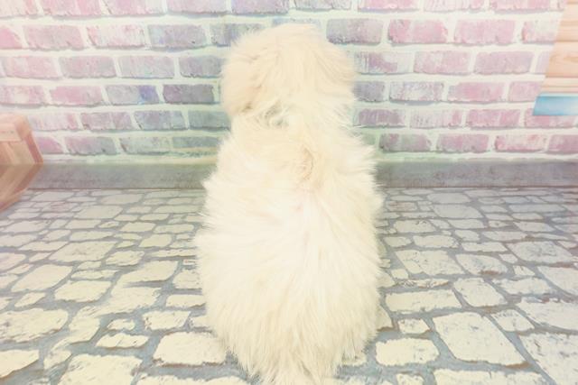 静岡県のマルプー(マルチーズ×プードル) (Coo&RIKU静岡SBS通り店/2026年1月5日生まれ/男の子/ホワイト)の子犬の4枚目の画像