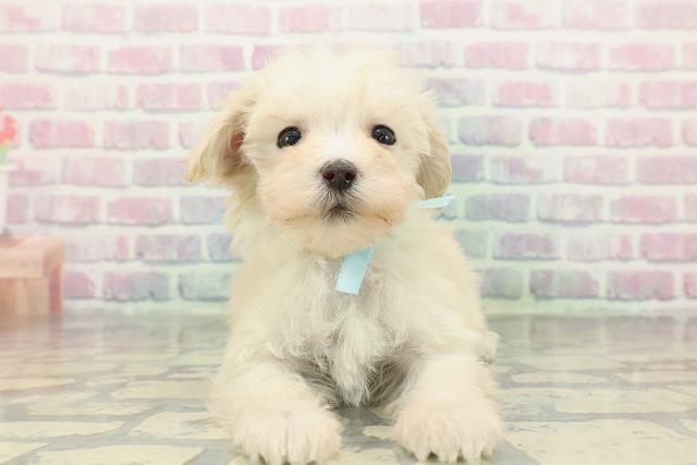 静岡県のマルプー(マルチーズ×プードル) (Coo&RIKU掛川店/2026年1月5日生まれ/男の子/クリーム)の子犬