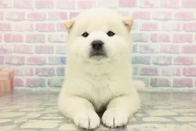 千葉県の柴犬(標準サイズ) (Coo&RIKU南柏店/2026年1月5日生まれ/女の子/白)の子犬