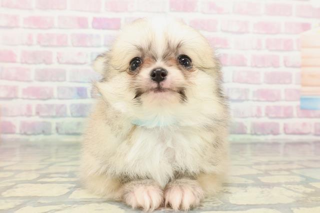 東京都のポメチワ/チワポメ/ポメチー(ポメラニアン×チワワ) (Coo&RIKU三軒茶屋店/2026年1月3日生まれ/男の子/セーブルホワイト)の子犬の1枚目の画像