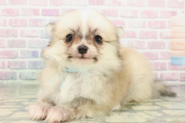 東京都のポメチワ/チワポメ/ポメチー(ポメラニアン×チワワ) (Coo&RIKU三軒茶屋店/2026年1月3日生まれ/男の子/セーブルホワイト)の子犬の2枚目の画像
