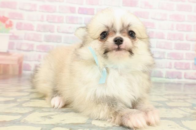 東京都のポメチワ/チワポメ/ポメチー(ポメラニアン×チワワ) (Coo&RIKU三軒茶屋店/2026年1月3日生まれ/男の子/セーブルホワイト)の子犬の3枚目の画像