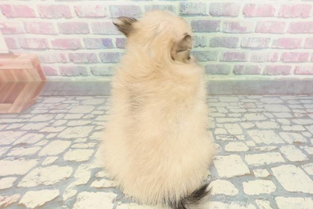 東京都のポメチワ/チワポメ/ポメチー(ポメラニアン×チワワ) (Coo&RIKU三軒茶屋店/2026年1月3日生まれ/男の子/セーブルホワイト)の子犬の4枚目の画像