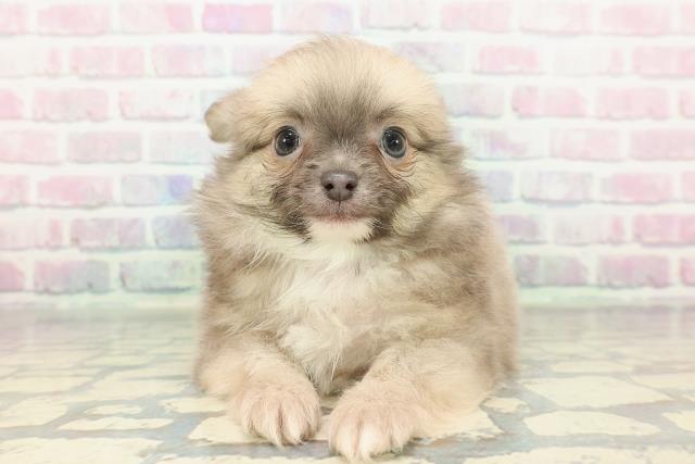 東京都のポメチワ/チワポメ/ポメチー(ポメラニアン×チワワ) (Coo&RIKU赤坂店/2026年1月3日生まれ/男の子/ブルーフォーン)の子犬