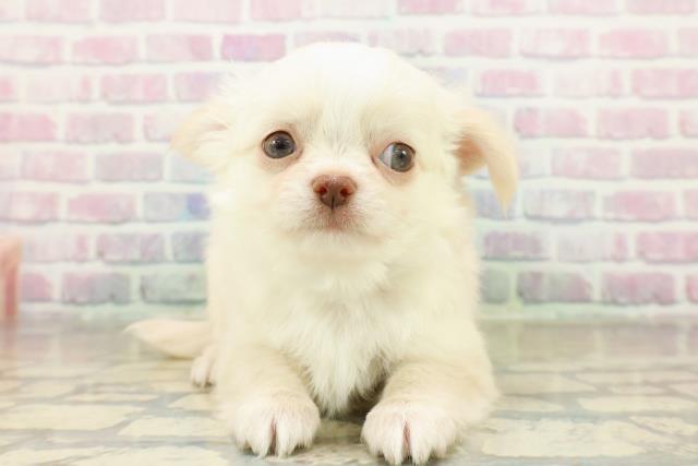 沖縄県のチワワ(ロング) (Coo&RIKUイオン北谷店/2025年11月15日生まれ/男の子/クリームホワイト)の子犬の1枚目の画像