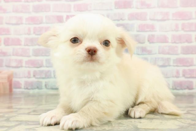 沖縄県のチワワ(ロング) (Coo&RIKUイオン北谷店/2025年11月15日生まれ/男の子/クリームホワイト)の子犬の2枚目の画像