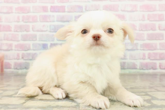 沖縄県のチワワ(ロング) (Coo&RIKUイオン北谷店/2025年11月15日生まれ/男の子/クリームホワイト)の子犬の3枚目の画像