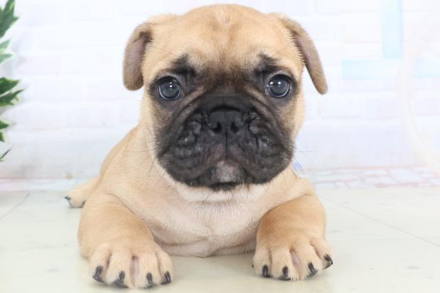 沖縄県のフレンチブルドッグ (Coo&RIKUイオン北谷店/2025年11月10日生まれ/男の子/フォーン)の子犬