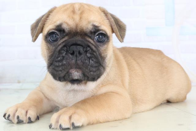 沖縄県のフレンチブルドッグ (Coo&RIKUイオン北谷店/2025年11月10日生まれ/男の子/フォーン)の子犬の3枚目の画像