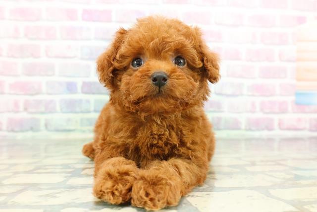 トイ・プードル