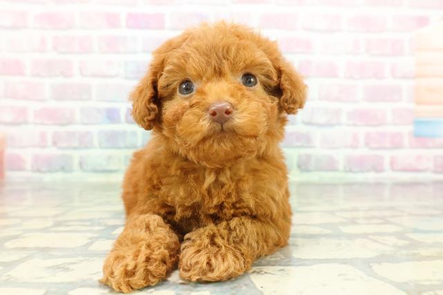 トイ・プードル