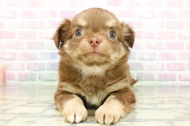 長野県のチワワ(ロング) (Coo&RIKU松本店/2026年1月4日生まれ/女の子/チョコレートクリーム)の子犬の1枚目の画像