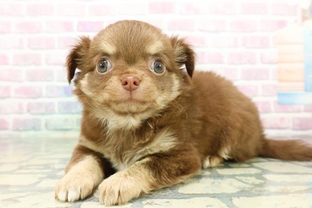 長野県のチワワ(ロング) (Coo&RIKU松本店/2026年1月4日生まれ/女の子/チョコレートクリーム)の子犬の2枚目の画像