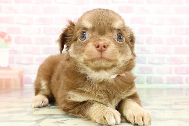 長野県のチワワ(ロング) (Coo&RIKU松本店/2026年1月4日生まれ/女の子/チョコレートクリーム)の子犬の3枚目の画像