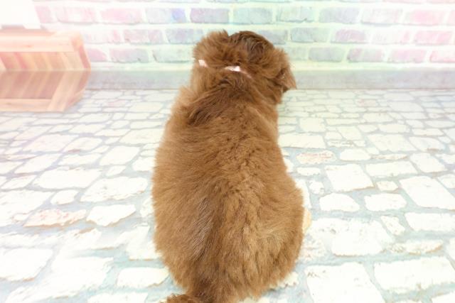 長野県のチワワ(ロング) (Coo&RIKU松本店/2026年1月4日生まれ/女の子/チョコレートクリーム)の子犬の4枚目の画像