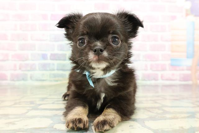 長野県のチワワ(ロング) (Coo&RIKU綿半上田店/2026年1月4日生まれ/男の子/ブラックタンホワイト)の子犬の1枚目の画像