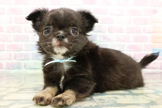 長野県のチワワ(ロング) (Coo&RIKU綿半上田店/2026年1月4日生まれ/男の子/ブラックタンホワイト)の子犬の2枚目の画像