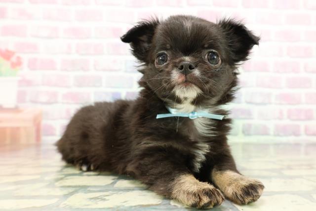 長野県のチワワ(ロング) (Coo&RIKU綿半上田店/2026年1月4日生まれ/男の子/ブラックタンホワイト)の子犬の3枚目の画像