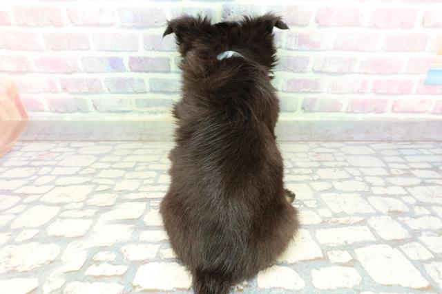 長野県のチワワ(ロング) (Coo&RIKU綿半上田店/2026年1月4日生まれ/男の子/ブラックタンホワイト)の子犬の4枚目の画像