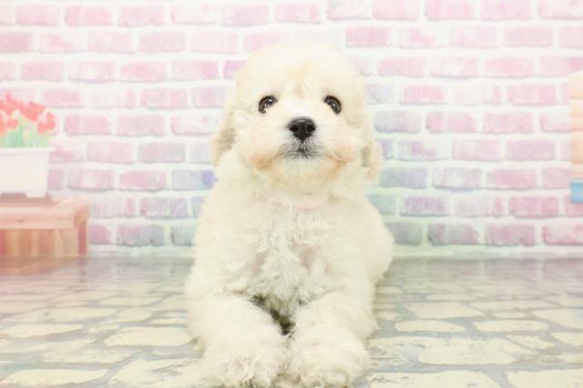 北海道のトイプードル(トイ) (Coo&RIKU岩見沢店/2026年1月5日生まれ/女の子/ホワイト)の子犬