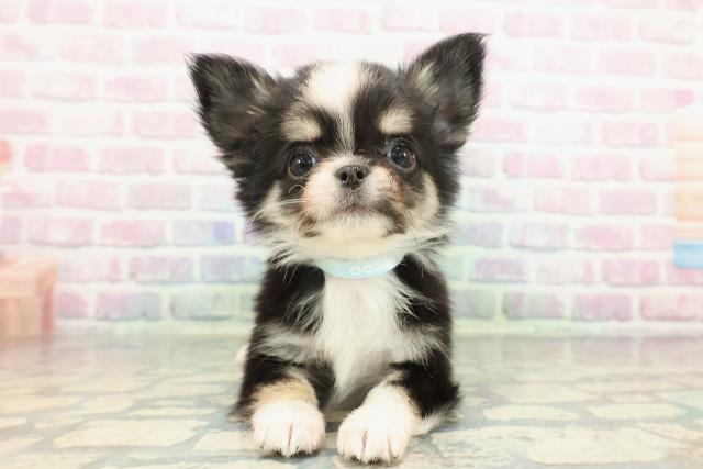 長野県のチワワ(ロング) (Coo&RIKU松本店/2026年1月3日生まれ/男の子/ブラックタンホワイト)の子犬の1枚目の画像