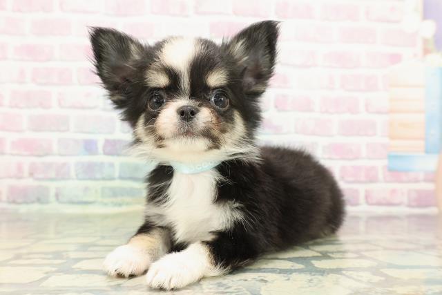 長野県のチワワ(ロング) (Coo&RIKU松本店/2026年1月3日生まれ/男の子/ブラックタンホワイト)の子犬の2枚目の画像