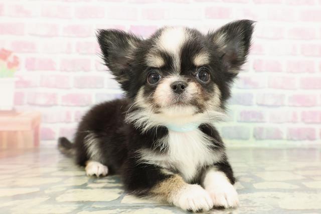 長野県のチワワ(ロング) (Coo&RIKU松本店/2026年1月3日生まれ/男の子/ブラックタンホワイト)の子犬の3枚目の画像