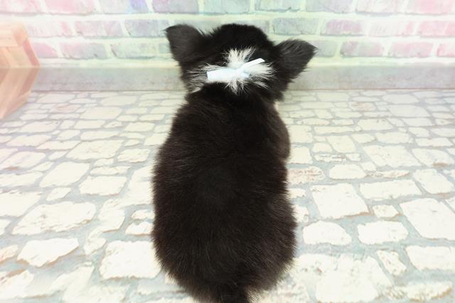 長野県のチワワ(ロング) (Coo&RIKU松本店/2026年1月3日生まれ/男の子/ブラックタンホワイト)の子犬の4枚目の画像