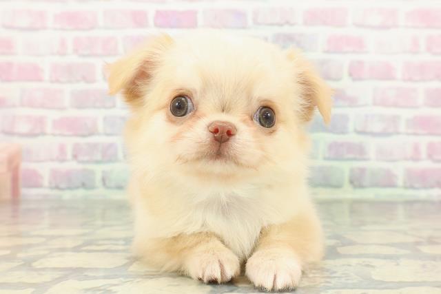 新潟県のチワワ(ロング) (Coo&RIKU長岡店/2026年1月4日生まれ/男の子/クリーム)の子犬の1枚目の画像