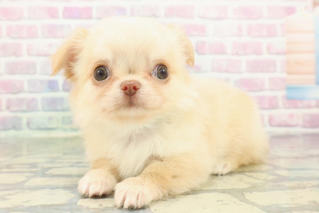 新潟県のチワワ(ロング) (Coo&RIKU長岡店/2026年1月4日生まれ/男の子/クリーム)の子犬の2枚目の画像