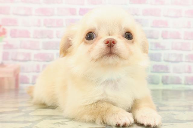 新潟県のチワワ(ロング) (Coo&RIKU長岡店/2026年1月4日生まれ/男の子/クリーム)の子犬の3枚目の画像