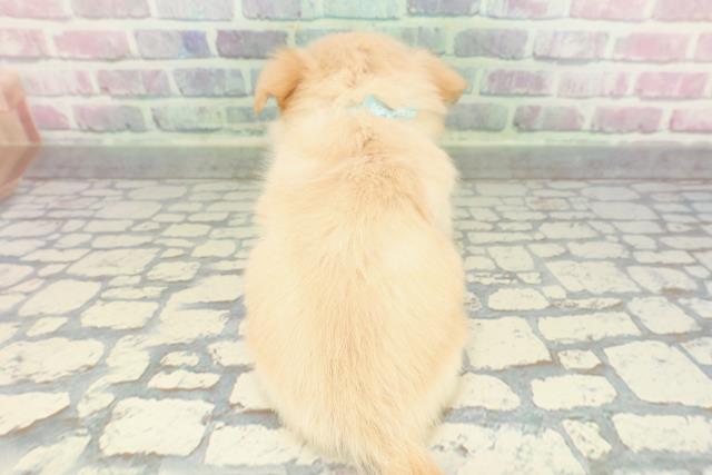 新潟県のチワワ(ロング) (Coo&RIKU長岡店/2026年1月4日生まれ/男の子/クリーム)の子犬の4枚目の画像