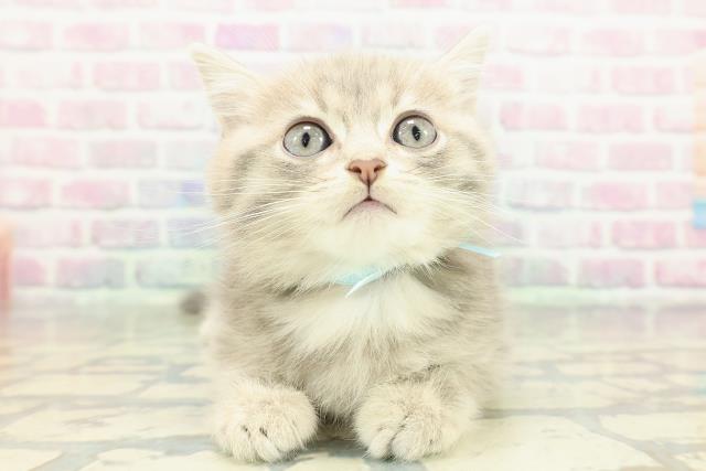神奈川県のブリティッシュショートヘアー (Coo&RIKU日吉店/2026年1月1日生まれ/男の子/ブルーゴールデン)の子猫の1枚目の画像