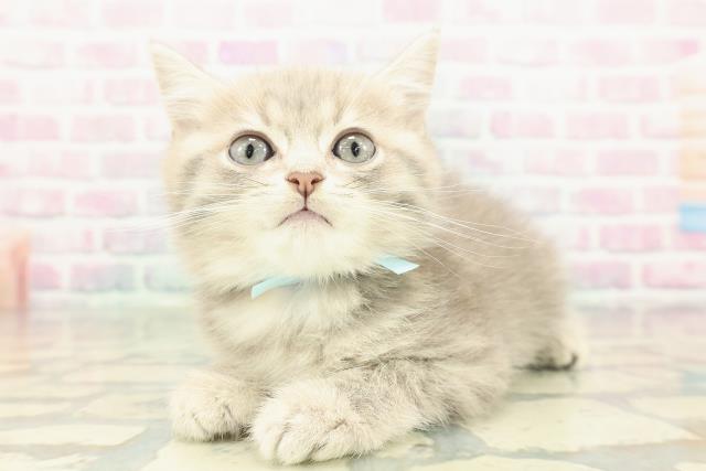 神奈川県のブリティッシュショートヘアー (Coo&RIKU日吉店/2026年1月1日生まれ/男の子/ブルーゴールデン)の子猫の2枚目の画像