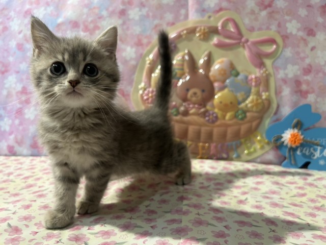 神奈川県のブリティッシュショートヘアー (Coo&RIKU日吉店/2026年1月1日生まれ/男の子/ブルーゴールデン)の子猫の3枚目の画像