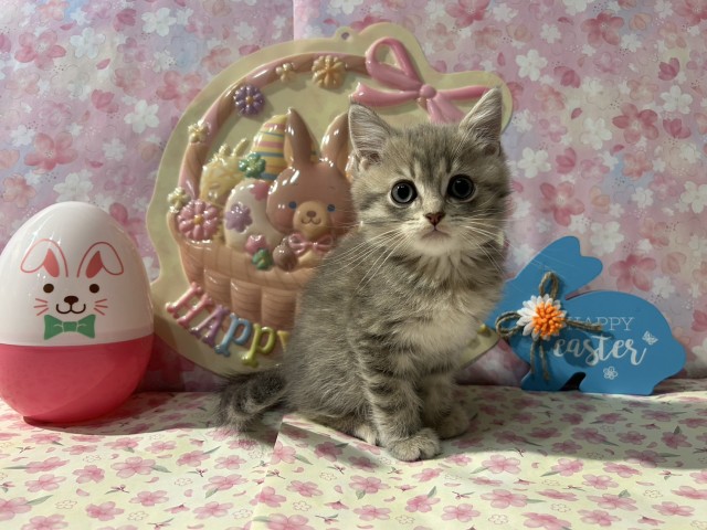 神奈川県のブリティッシュショートヘアー (Coo&RIKU日吉店/2026年1月1日生まれ/男の子/ブルーゴールデン)の子猫の4枚目の画像