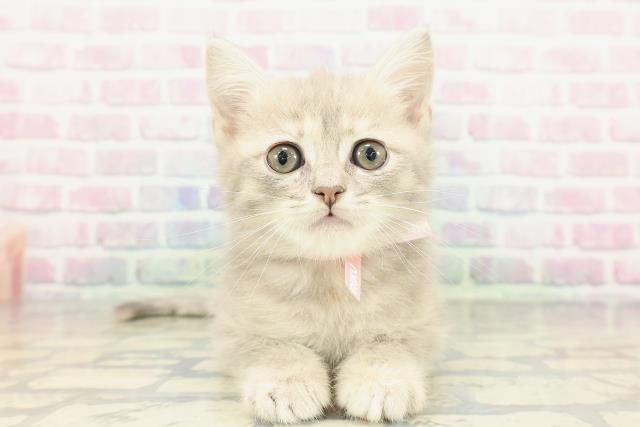 埼玉県のブリティッシュショートヘアー (Coo&RIKU岩槻店/2026年1月1日生まれ/女の子/ブルーゴールデン)の子猫の1枚目の画像