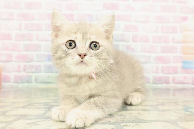 埼玉県のブリティッシュショートヘアー (Coo&RIKU岩槻店/2026年1月1日生まれ/女の子/ブルーゴールデン)の子猫の2枚目の画像