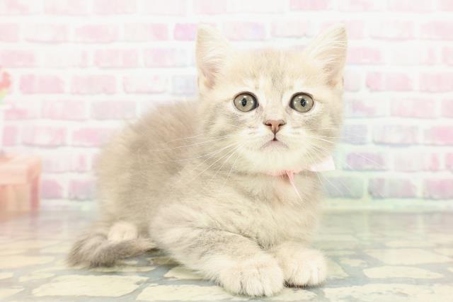 埼玉県のブリティッシュショートヘアー (Coo&RIKU岩槻店/2026年1月1日生まれ/女の子/ブルーゴールデン)の子猫の3枚目の画像