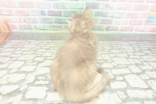 埼玉県のブリティッシュショートヘアー (Coo&RIKU岩槻店/2026年1月1日生まれ/女の子/ブルーゴールデン)の子猫の4枚目の画像