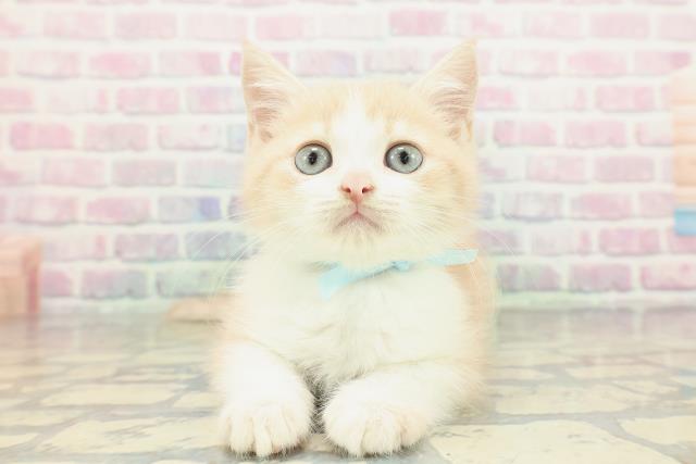 長野県のマンチカン (Coo&RIKUコメリパワー長野東部店/2026年1月3日生まれ/男の子/クリームタビーホワイト)の子猫の1枚目の画像