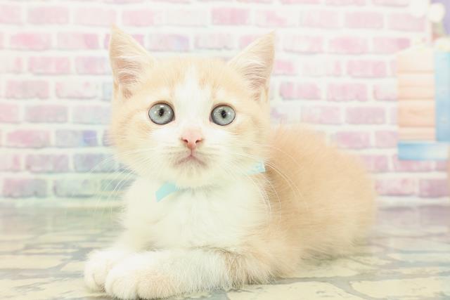 長野県のマンチカン (Coo&RIKUコメリパワー長野東部店/2026年1月3日生まれ/男の子/クリームタビーホワイト)の子猫の2枚目の画像