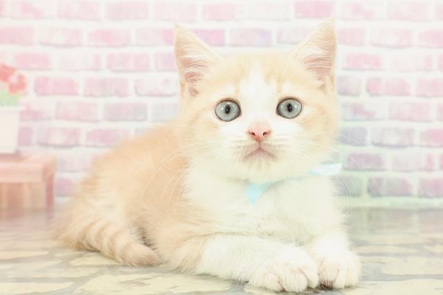 長野県のマンチカン (Coo&RIKUコメリパワー長野東部店/2026年1月3日生まれ/男の子/クリームタビーホワイト)の子猫の3枚目の画像